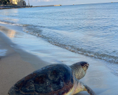 العثور على سلحفاة بحرية كبيرة على شاطئ الجبليّة بمدينة يافا 